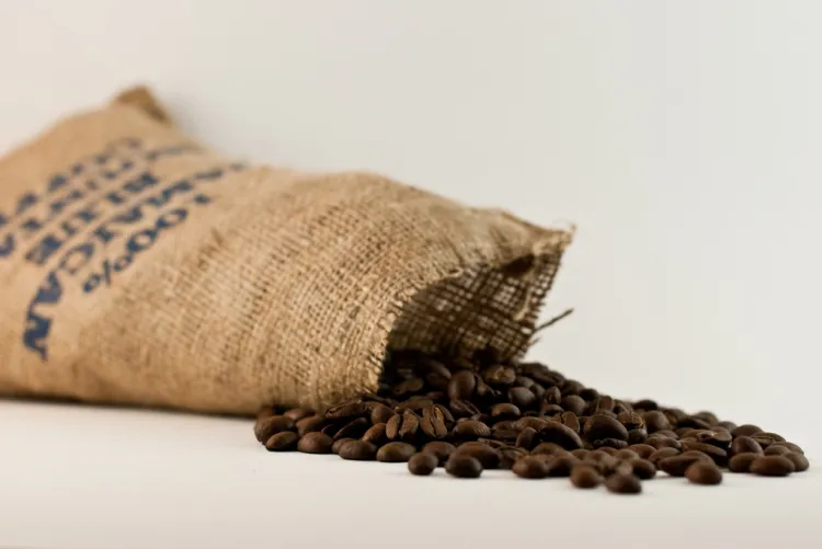Najlepszą kawę otrzymuje się ze świeżo mielonych ziaren. Na zdjęciu Jamajka Blue Mountain, arystokratka wśród kaw. Uważa się, że jej aromat jest wyjściową pozwalającą oceniać wszystkie pozostałe kawy.