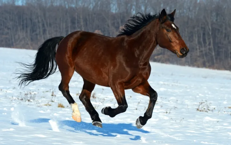 Na pierwszego konia specjaliści polecają doświadczonego i ujeżdżonego konia w wieku od 6 do 12 lat. Ceny zwierzęcia zaczynają się od 5 tys. złotych.