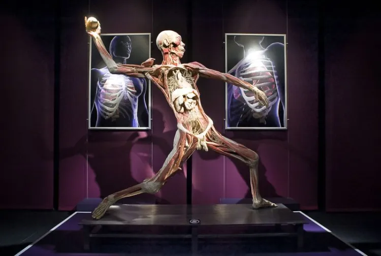 Wystawa "The Human Body" przedstawiająca m.in. wypreparowane ludzkie zwłoki zostanie otwarta w Gdańsku 2 maja.
