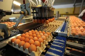 Firma Czachorowski miesięcznie "produkuje" kilkanaście milionów jaj, które trafiają do odbiorców nie tylko w Polsce, ale także prawie w całej Europie. 