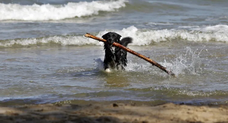 Plaża dla psów to propozycja dla tych, którzy latem lubią spacery z czworonogiem nad morzem.
