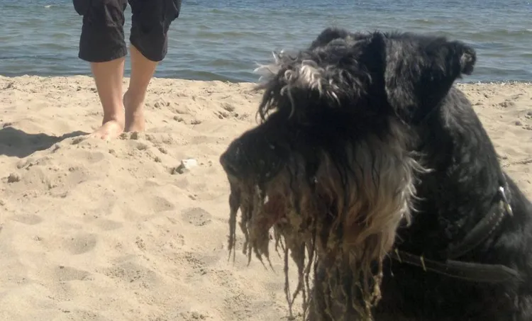 W Gdyni od ponad roku na plażę można wejść z psem, Sopot chcę pójść podobną drogą.