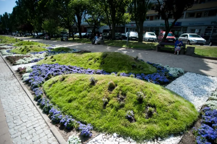Gdynia kwiatami stoi. Na Skwerze Kościuszki widać starania miejskiego ogrodnika.