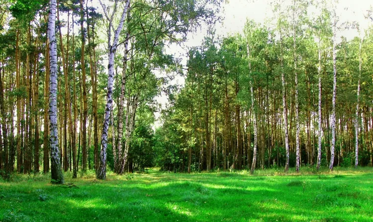 Najwięcej tlenu produkują drzewa, ale trawa także może "pochwalić się" niezłymi wynikami.