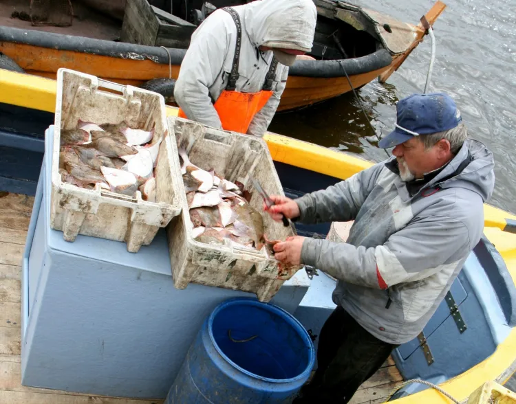 W sezonie letnim najczęściej kupowaną rybą jest flądra, dlatego rybacy łowią jej najwięcej.