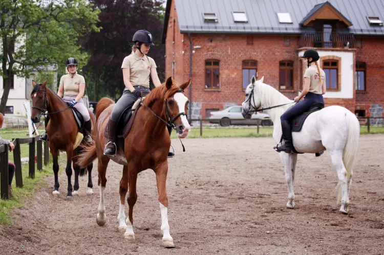 Nauka podstaw jeździectwa to sprawa indywidualna. Wszystko zależy od wieku, predyspozycji i czasu poświęconego na trening. 