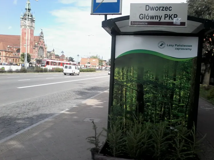 Przystanek w śródmieściu Gdańska ma zachęcać do spędzania wolnego czasu w lesie.