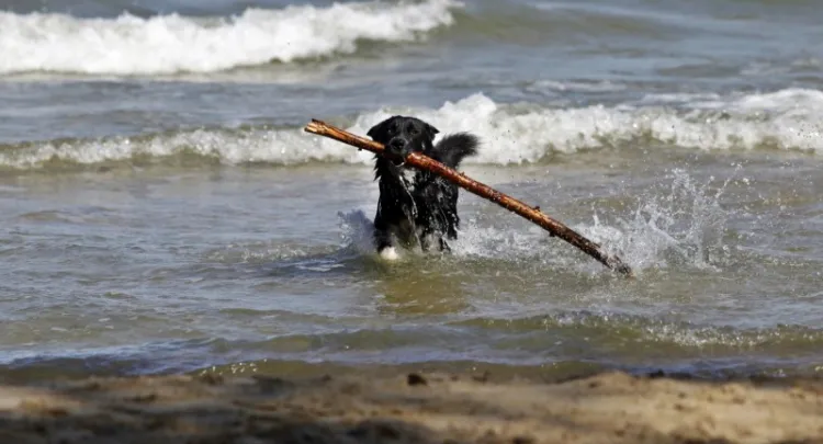W Trójmieście plaże (w specjalnie wyznaczonych miejscach) dostępne są w sezonie dla psów w Gdyni (przez całą dobę) i w Sopocie (tylko wieczorami).