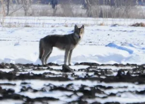 To zdjęcie wykonano w Bystrej pod Gdańskiem wiosną tego roku, ale dopiero w zeszłym tygodniu krajowy konsultant ds. wilków potwierdziła, że przedstawia właśnie osobnika tego gatunku.