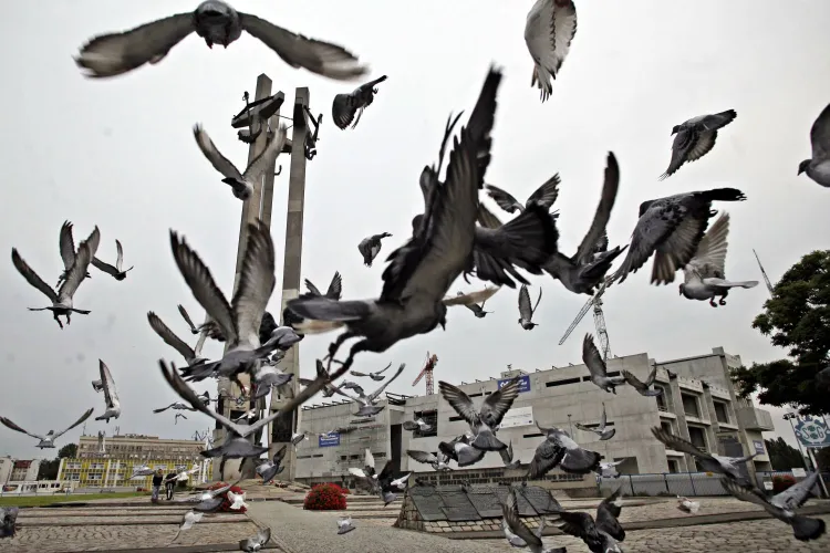 W zeszłym roku po raz pierwszy w rocznicę Porozumień Sierpniowych wypuszczono kilkaset gołębi. W tym roku będzie ich 2 tys. 