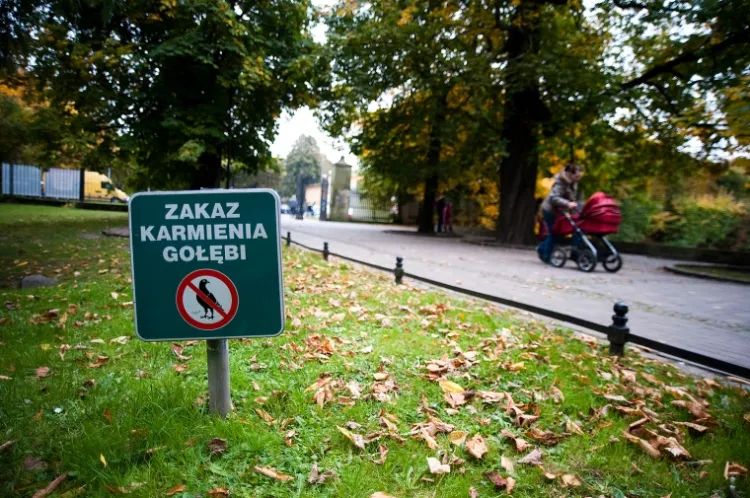Tabliczki przypominające o zakazie karmienia gołębi powinny znaleźć się w całym Trójmieście, nie tylko w Parku Oliwskim i na nielicznych zieleńcach. 