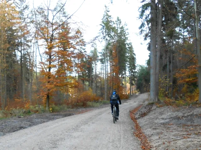 Leśna droga wiodąca wzdłuż ul. Spacerowej w Gdańsku z pewnością jest świetną alternatywą dla rowerzystów poruszających się miedzy Oliwą a Owczarnią