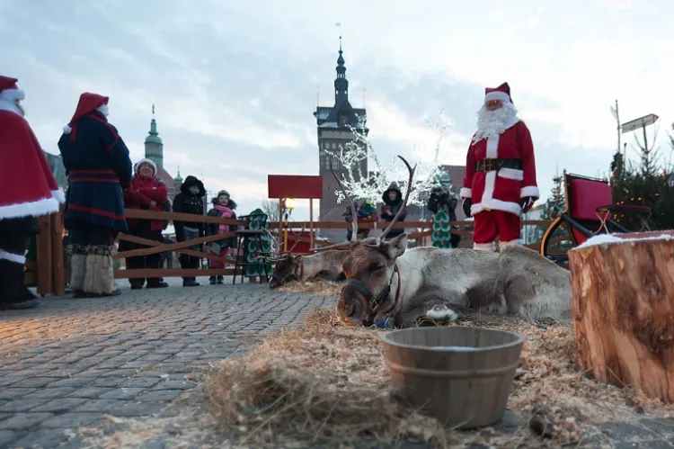 W tym roku renifery ponownie zagoszczą na Targu Węglowym podczas Jarmarku Bożonarodzeniowego. 