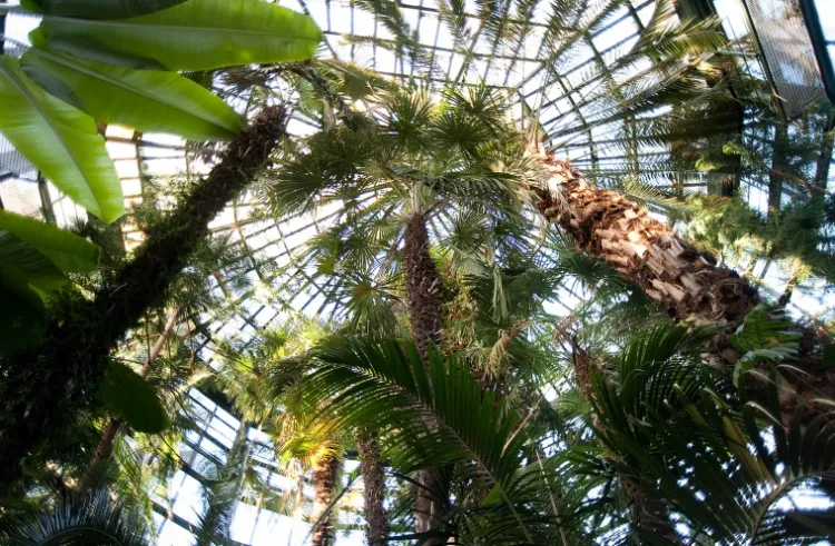 Blisko 180-letnia palma pierwszy raz przebiła liśćmi dach palmiarni w listopadzie 2012 r.