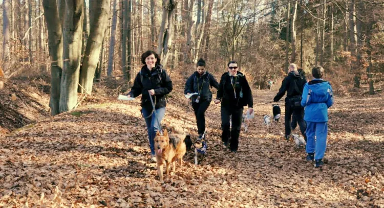 Zajęcia organizowane przez MOSiR mają uczyć, jak bezpiecznie poruszać się z psem po lesie oraz przygotować chętnych do udziału w Pomorskim Pucharze DogTrekkingu.