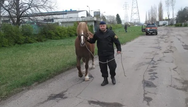 Koń został odprowadzony do stadniny, gdzie czeka na właściciela.