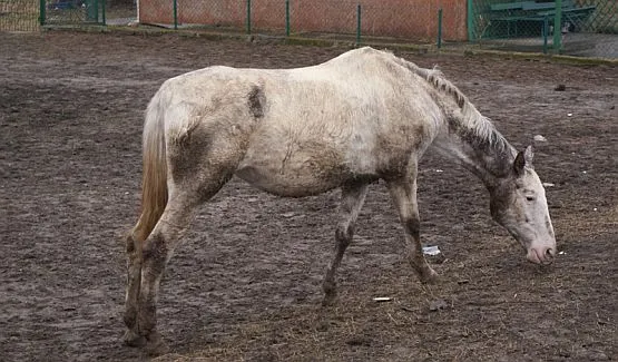 Właściciel koni twierdzi, że hodowane przez niego zwierzęta są w dobrym stanie.
