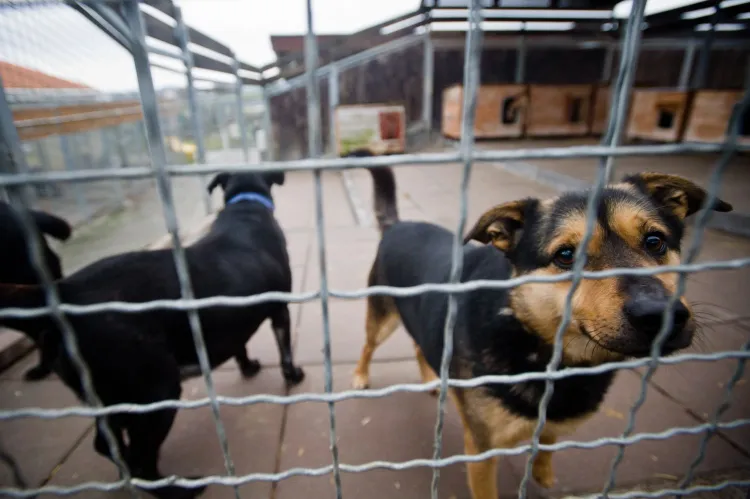 W schronisku Promyk jest obecnie 300 psów. Czy część z nich znajdzie miejsce w domu zastępczym?