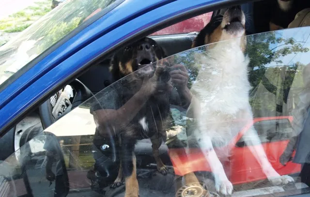 W zamkniętym samochodzie nie wolno zostawiać nawet dorosłych psów. Uchylenie okna czy zostawienie wody niewiele im pomoże.