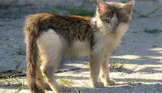Koty ze Stoczni Gdynia przez lata pomagały w walce ze szczurami. Teraz skazane zostały na powolną śmierć głodową