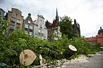 We wtorek wycięto drzewa przy ul. św Ducha w Gdańsku.