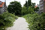 We wtorek wycięto drzewa przy ul. św Ducha w Gdańsku.