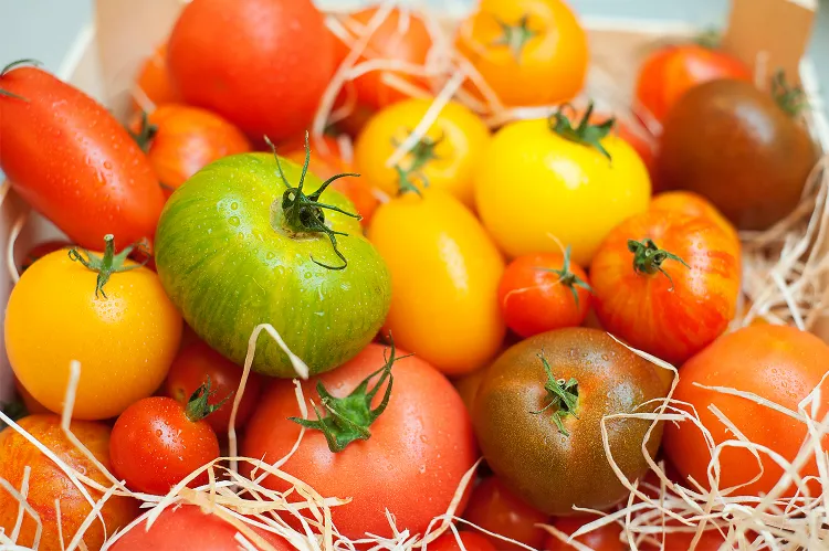Trójmiejscy restauratorzy poszukują najlepszych gatunków pomidorów. Niektóre z nich pochodzą z ekologicznych upraw z Polski, inne sprowadzane są aż z Francji. 