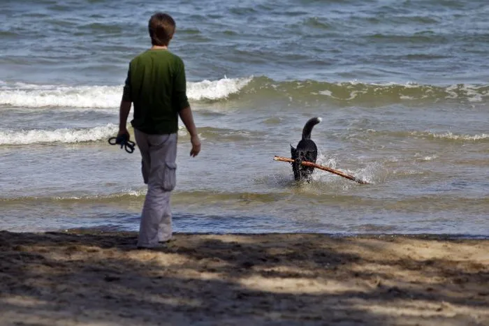 W Gdańsku od 1 maja do 30 września nie można wprowadzać psów na plażę, wyjątkiem od tego roku jest fragment plaży w Brzeźnie, na wschód od wejścia nr 34, tuż za Parkiem Haffnera. 