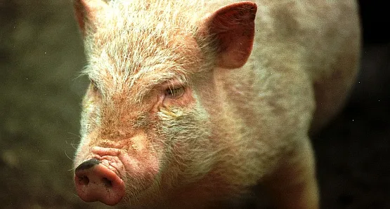 Nie taka świnia, a raczej świńska grypa straszna - zapewniają władze województwa i inspektorat sanitarny.