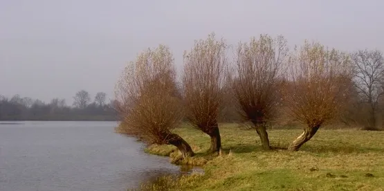 Typowy żuławski krajobraz z charakterystycznymi wierzbami