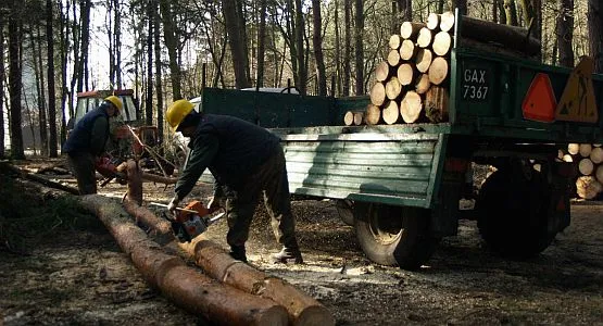 Od miesiąca robotnicy pracują w lesie na Obłużu. - To tylko prace porządkowe - zapewniają gdyńscy urzędnicy.