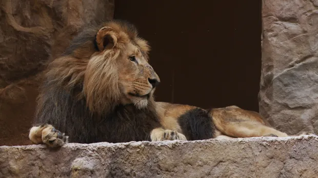 Przyczyny ataku lwa Arco na młodą lwicę nie są znane. ZOO zamierza jednak wyciągnąć wnioski. 