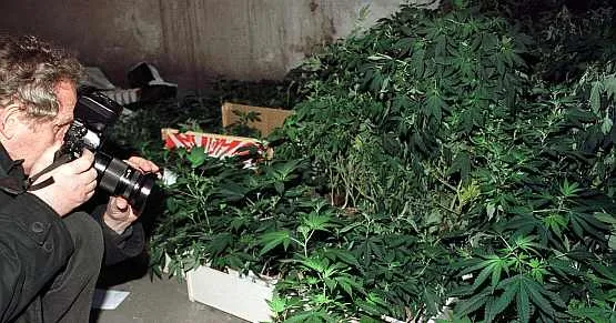Policja nie bez powodu likwiduje uprawy marihuany 