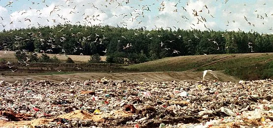 Stada mew znikną z Szadółek, gdy powstanie nowoczesna kompostowania do przetwarzania odpadów biologicznych. Podobnie ma być z fetorem i chmurami unoszących się śmieci. Modernizacja wysypiska potrwa ok. dwóch lat.