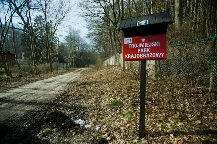 Leśnicy są oburzeni, że Trójmiejski Park Krajobrazowy miałby być poorany ponad 50 km ścieżek dla biegaczy. 