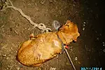 Niewielkiego psa, przywiązanego do dwóch drzew na pewną śmierć, znaleźli strażnicy miejscy patrolujący ogródki działkowe na Obłużu.