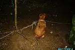 Niewielkiego psa, przywiązanego do dwóch drzew na pewną śmierć, znaleźli strażnicy miejscy patrolujący ogródki działkowe na Obłużu.