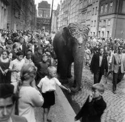 Kiedy w 1959 po ul. Długiej w Gdańsku prowadzano cyrkowego słonia, przepisy dotyczące ochrony zwierząt nie były tak restrykcyjne jak dziś.