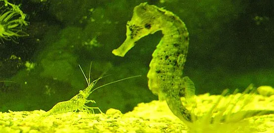 Symbolem Akwarium Gdyńskiego jest konik morski. W tym roku prezentowanych jest ich ok. 20 gatunków, w tym zupełnie nowe, m.in. żółty hippocampus reidi.