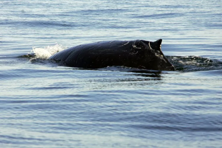 Wieloryby czasem zapuszczają się na wody w okolicy Trójmiasta. W 2006 roku zaobserwowano tu np. 12-metrowego humbaka.