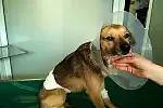 Pies już po operacji.