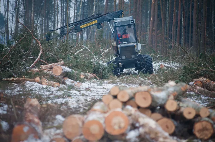 Wycinka i trzebienie drzew oraz rozjeżdżanie leśnych dróg przez ciężki sprzęt budzą sprzeciw mieszkańców Trójmiasta.