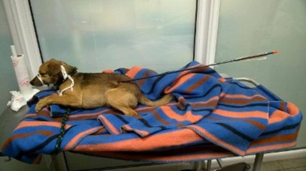 Pies przeszedł operację, weterynarz wyciągnął mu strzałę z brzucha, niestety obrażenia okazały się zbyt rozległe i kilka dni później zwierzak zdechł.