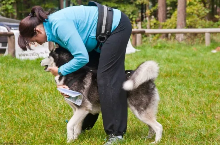 Dogtrekking to forma zawodów, w których przewodnik razem z psem muszą zaliczyć dane punkty na trasie.