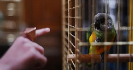 W Dworze Artusa można było podziwiać m.in. papugi wypożyczone na te okazję z oliwskiego ZOO
