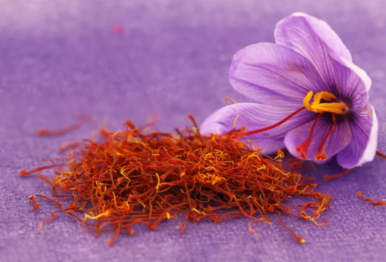 Szafran - najdroższa przyprawa świata, uzyskiwana ze znamion kwiatu krokusa uprawnego. 