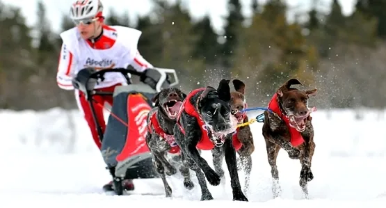 Igor Tracz w zaprzęgu z 4 psami na Otwartych Mistrzostwach Skandynawii w Hamar w Norwegii