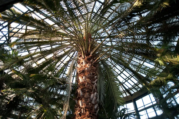 Około 180-letnia palma daktylowa nie mieści się w palmiarni. Modernizacja i podwyższenie obiektu przedłużają się z roku na rok. 