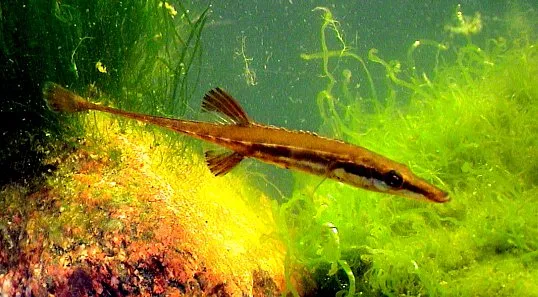 W Bałtyku tętni życie. By je chronić Greenpeace chce utworzyć w pobliżu Kępy Redłowskiej rezerwat przyrody. Na zdjęciu - Pocierniec - najrzadsza z ryb ciernikowatych, gatunek chroniony.
 
 