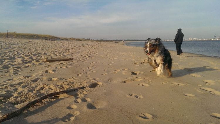 Takie spacery z psem po plaży w tym roku możliwe są niemal na całej długości gdańskiej plaży. Zakaz wprowadzania psów obowiązuje tylko na terenie kąpielisk.